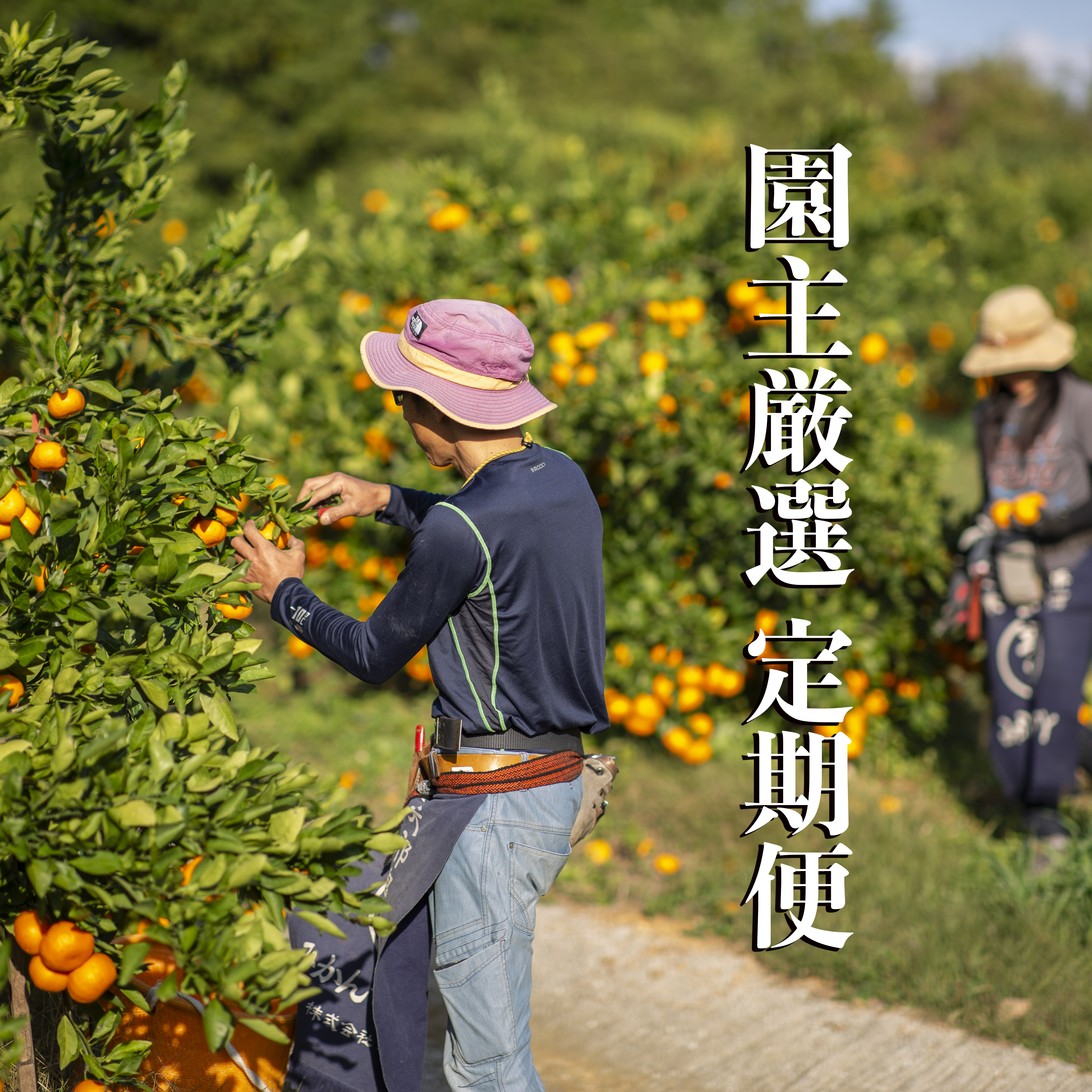 園主厳選定期便